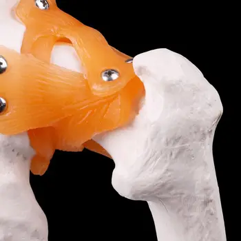 Gyvenimo Dydžio Raiščių Klubo Sąnario Medicinos Anatomijos Modelis Skeletas Mokymo Priemonė