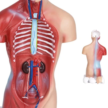 Žmogaus Liemens, Kūno Anatomijos Modelis Širdies, Smegenų, Skeleto Medicinos Mokyklos Švietimo 11Inch