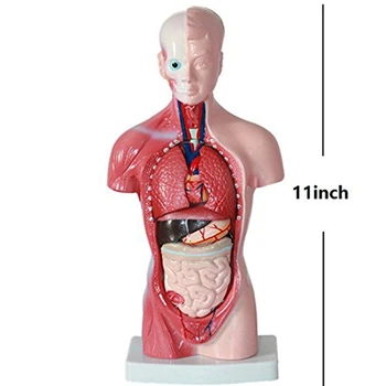 Žmogaus Liemens, Kūno Anatomijos Modelis Širdies, Smegenų, Skeleto Medicinos Mokyklos Švietimo 11Inch