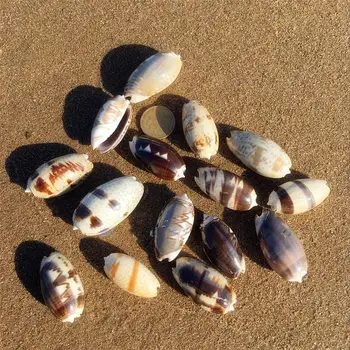 10vnt 3-4cm natūralus jūros kriauklių paplūdimys, shell pavyzdys žuvų bakas žvejybos ju jūrmylių namų dekoro Vestuves Dekoro Amatai
