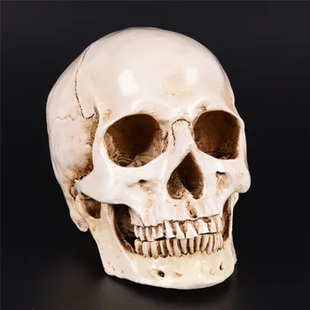 1pc Žmogaus Erelio Statula, Skulptūra Dervos Galvos Skeletas, Sporto Medicinos Modelis Lifesize 1:1 lab mokymo Dekoratyvinis Amatų Kaukolė