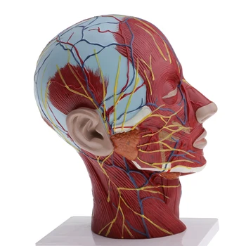 Gyvenimo dydis 1:1 Masto Žmogaus Head & Kaklo Anatomijos Modelis Vidurinės Skirsnis Švietimo Anatomijos Modelis