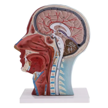Gyvenimo dydis 1:1 Masto Žmogaus Head & Kaklo Anatomijos Modelis Vidurinės Skirsnis Švietimo Anatomijos Modelis